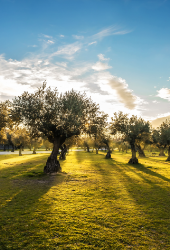 Zeytinliklerin Korunması Ve Taşınması Hususlarının Hukuki Çerçevesi